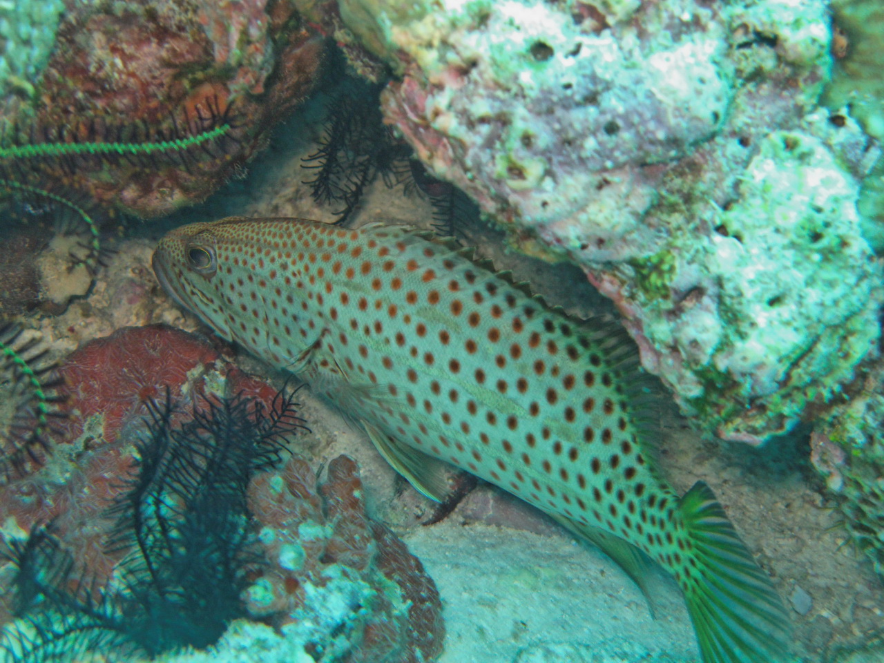 Epinephelus bontoides